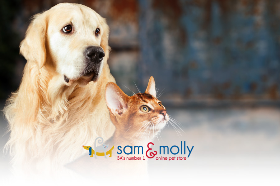 automatic pet feeder